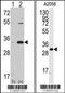 Cyclin-dependent kinase 1 antibody, TA302014, Origene, Western Blot image 