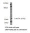 CCR4-NOT Transcription Complex Subunit 4 antibody, AP21144PU-N, Origene, Western Blot image 