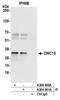 CWC15 Spliceosome Associated Protein Homolog antibody, A304-900A, Bethyl Labs, Immunoprecipitation image 