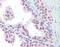 Ubiquitin C antibody, orb89006, Biorbyt, Immunohistochemistry paraffin image 