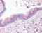 Solute Carrier Family 31 Member 1 antibody, TA341292, Origene, Immunohistochemistry frozen image 