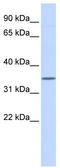 Wnt Family Member 1 antibody, TA329904, Origene, Western Blot image 