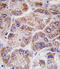 Farnesyl pyrophosphate synthase antibody, abx031597, Abbexa, Western Blot image 