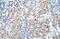 Uroporphyrinogen decarboxylase antibody, NBP1-56662, Novus Biologicals, Immunohistochemistry frozen image 