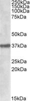 Sulfatase Modifying Factor 1 antibody, PA5-19195, Invitrogen Antibodies, Western Blot image 