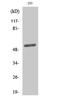 Dematin Actin Binding Protein antibody, A07422, Boster Biological Technology, Western Blot image 