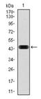 NCK Adaptor Protein 1 antibody, AM06766PU-N, Origene, Western Blot image 