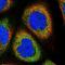 Ankyrin Repeat Domain 34A antibody, NBP1-90856, Novus Biologicals, Immunofluorescence image 