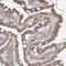 2-Hydroxyacyl-CoA Lyase 1 antibody, HPA035497, Atlas Antibodies, Immunohistochemistry frozen image 