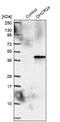 24-Dehydrocholesterol Reductase antibody, NBP2-38980, Novus Biologicals, Western Blot image 