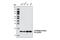 Histone H3 antibody, 4909T, Cell Signaling Technology, Western Blot image 