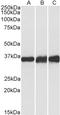 Lactate Dehydrogenase B antibody, LS-C305874, Lifespan Biosciences, Western Blot image 