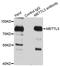 Methyltransferase Like 3 antibody, orb374082, Biorbyt, Immunoprecipitation image 