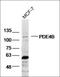 cAMP-specific 3 ,5 -cyclic phosphodiesterase 4B antibody, orb312704, Biorbyt, Western Blot image 