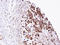 TPIS antibody, LS-C185633, Lifespan Biosciences, Immunohistochemistry frozen image 