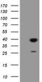 Ubiquitin Conjugating Enzyme E2 J1 antibody, TA505029AM, Origene, Western Blot image 