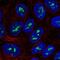 Zinc Finger Protein 713 antibody, PA5-66541, Invitrogen Antibodies, Immunofluorescence image 