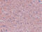 Leucine Zipper Tumor Suppressor Family Member 3 antibody, 5395, ProSci, Immunohistochemistry frozen image 