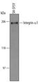 Integrin Subunit Alpha 1 antibody, AF5676, R&D Systems, Western Blot image 