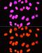 Histone H3.1t antibody, GTX33905, GeneTex, Immunocytochemistry image 