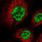 THO Complex 6 antibody, NBP2-31390, Novus Biologicals, Immunofluorescence image 