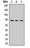 G Protein Signaling Modulator 2 antibody, orb411802, Biorbyt, Western Blot image 