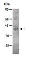 Man1a antibody, orb67192, Biorbyt, Western Blot image 