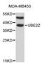 Ubiquitin Conjugating Enzyme E2 Z antibody, abx003769, Abbexa, Western Blot image 