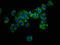 Killer Cell Immunoglobulin Like Receptor, Two Ig Domains And Long Cytoplasmic Tail 1 antibody, LS-C673248, Lifespan Biosciences, Immunofluorescence image 
