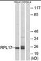 Ribosomal Protein L17 antibody, orb96047, Biorbyt, Western Blot image 