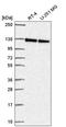 Nucleolar Protein 6 antibody, HPA061002, Atlas Antibodies, Western Blot image 