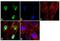 Methyl-CpG Binding Protein 2 antibody, 711065, Invitrogen Antibodies, Immunofluorescence image 