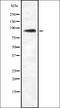 Zinc fingers and homeoboxes protein 2 antibody, orb337695, Biorbyt, Western Blot image 