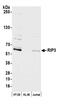 Receptor Interacting Serine/Threonine Kinase 3 antibody, A304-378A, Bethyl Labs, Western Blot image 