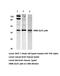 Cyclic AMP-responsive element-binding protein 1 antibody, AP06073PU-N, Origene, Western Blot image 