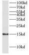 High Mobility Group Nucleosomal Binding Domain 4 antibody, FNab03933, FineTest, Western Blot image 