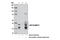 Heterogeneous nuclear ribonucleoprotein D0 antibody, 12382S, Cell Signaling Technology, Immunoprecipitation image 