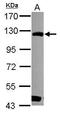 Ribosome biogenesis protein BOP1 antibody, GTX120120, GeneTex, Western Blot image 