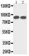 Neurotrophic Receptor Tyrosine Kinase 1 antibody, PA2149-2, Boster Biological Technology, Western Blot image 