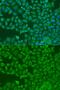 Fragile X mental retardation syndrome-related protein 2 antibody, GTX33207, GeneTex, Immunofluorescence image 