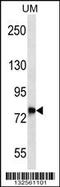 DnaJ Heat Shock Protein Family (Hsp40) Member C14 antibody, 56-880, ProSci, Western Blot image 