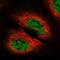 Diacylglycerol Kinase Zeta antibody, PA5-62385, Invitrogen Antibodies, Immunofluorescence image 