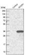 GOS-28 antibody, NBP1-83351, Novus Biologicals, Western Blot image 