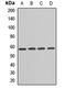 U4/U6 small nuclear ribonucleoprotein Prp4 antibody, orb412423, Biorbyt, Western Blot image 