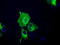 Imp2 antibody, TA501268, Origene, Immunofluorescence image 