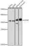 Lactate Dehydrogenase C antibody, LS-C749977, Lifespan Biosciences, Western Blot image 