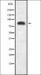 Ubiquitin Specific Peptidase 51 antibody, orb338790, Biorbyt, Western Blot image 