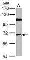 ArfGAP With FG Repeats 1 antibody, NBP2-16849, Novus Biologicals, Western Blot image 