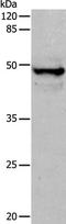 Keratin 15 antibody, TA323037, Origene, Western Blot image 