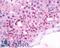 Neuromedin B Receptor antibody, LS-A825, Lifespan Biosciences, Immunohistochemistry frozen image 